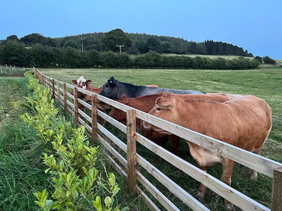 Foxhall Farm Thirsk Εξωτερικό φωτογραφία